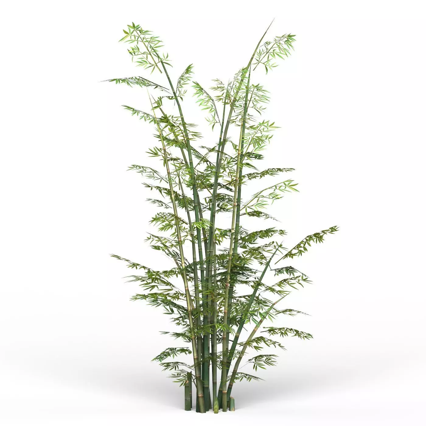 Bamboo Tree 03 Low-poly 3D model