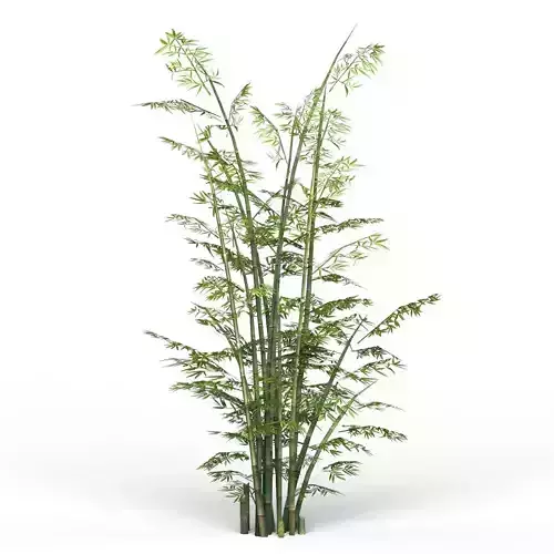 Bamboo Tree 03 Low-poly 3D model