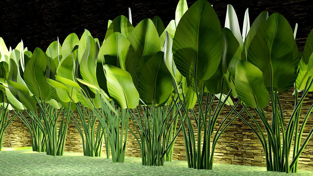 CALATHEA LUTEA  Low-poly 3D model_1