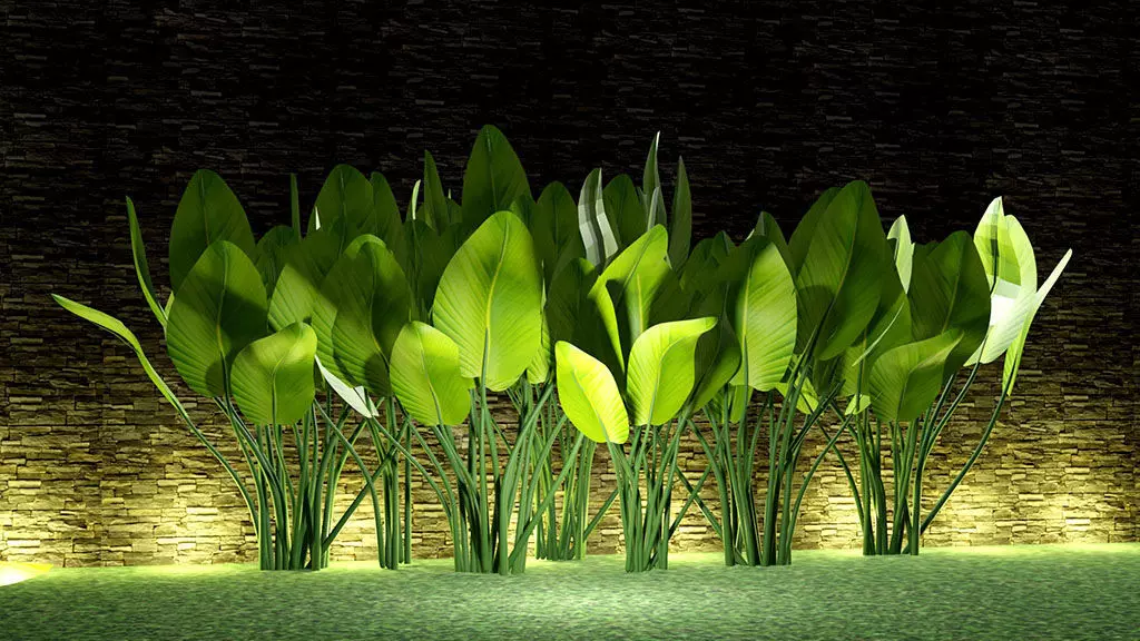 CALATHEA LUTEA  Low-poly 3D model_0