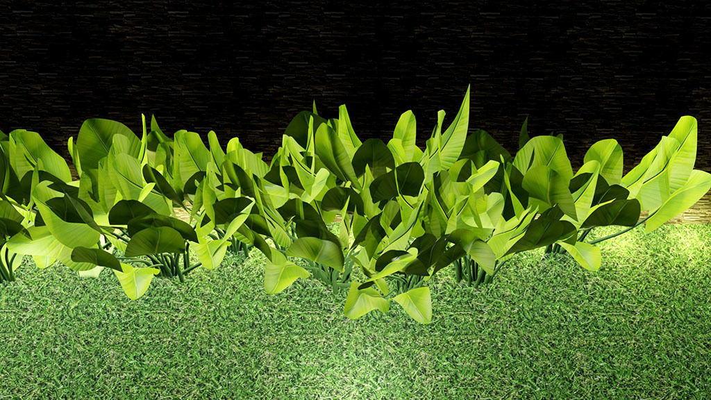 CALATHEA LUTEA  Low-poly 3D model_2