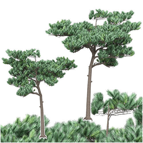 Pine 3 tree 3D model