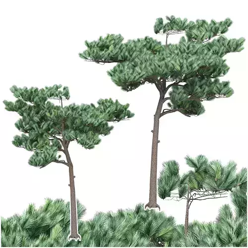 Pine 3 tree 3D model