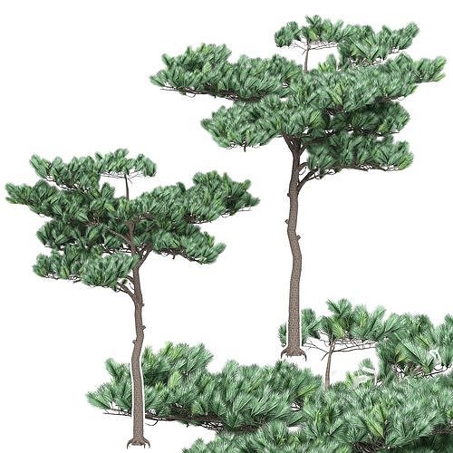 Pine 4 tree 3D model