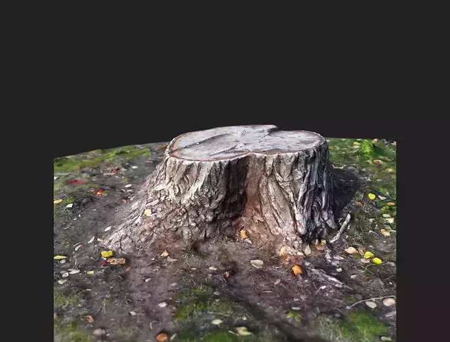 Stamp tree stump