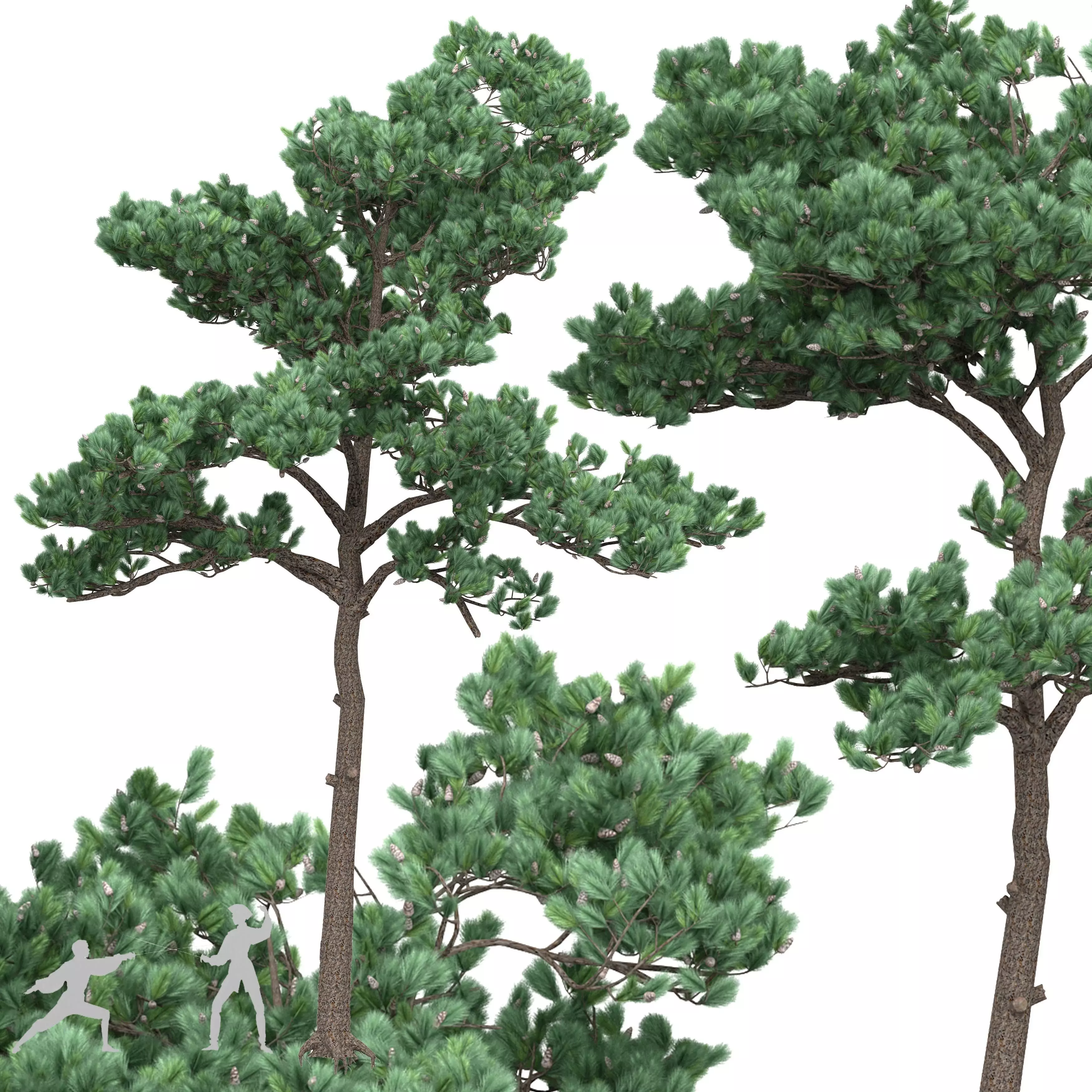 Pine 5 three trees 3D model