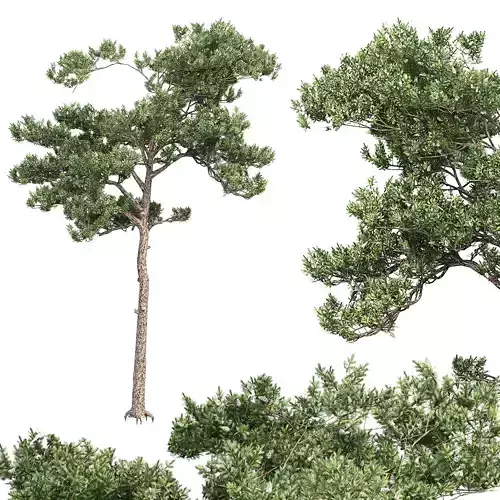 Pine 6 tree