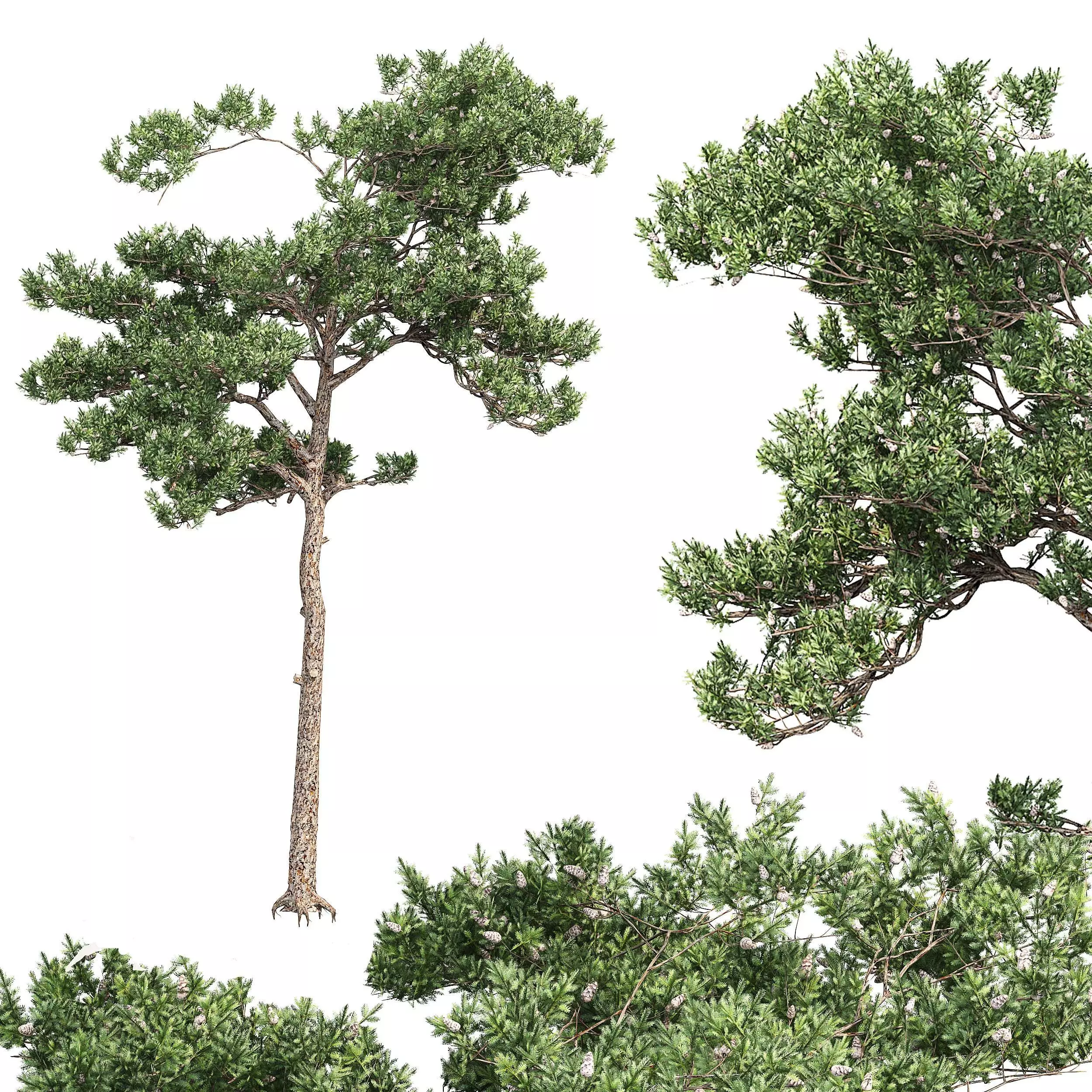 Pine 6 tree 3D model