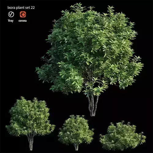 ixora plant set 22 3D model