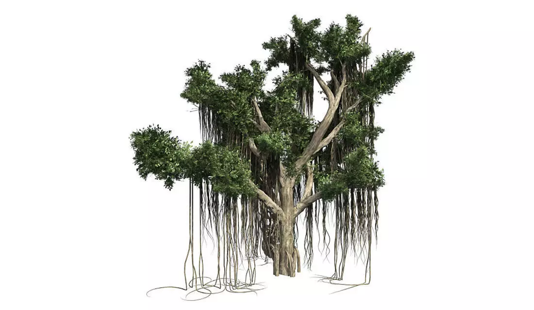 Chinese Banyan Tree 3D model_0