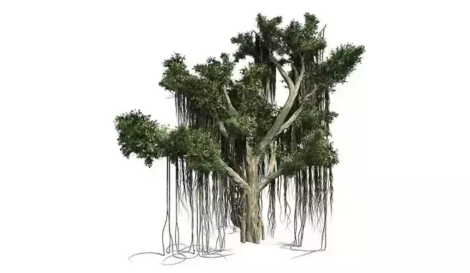 Chinese Banyan Tree 3D model