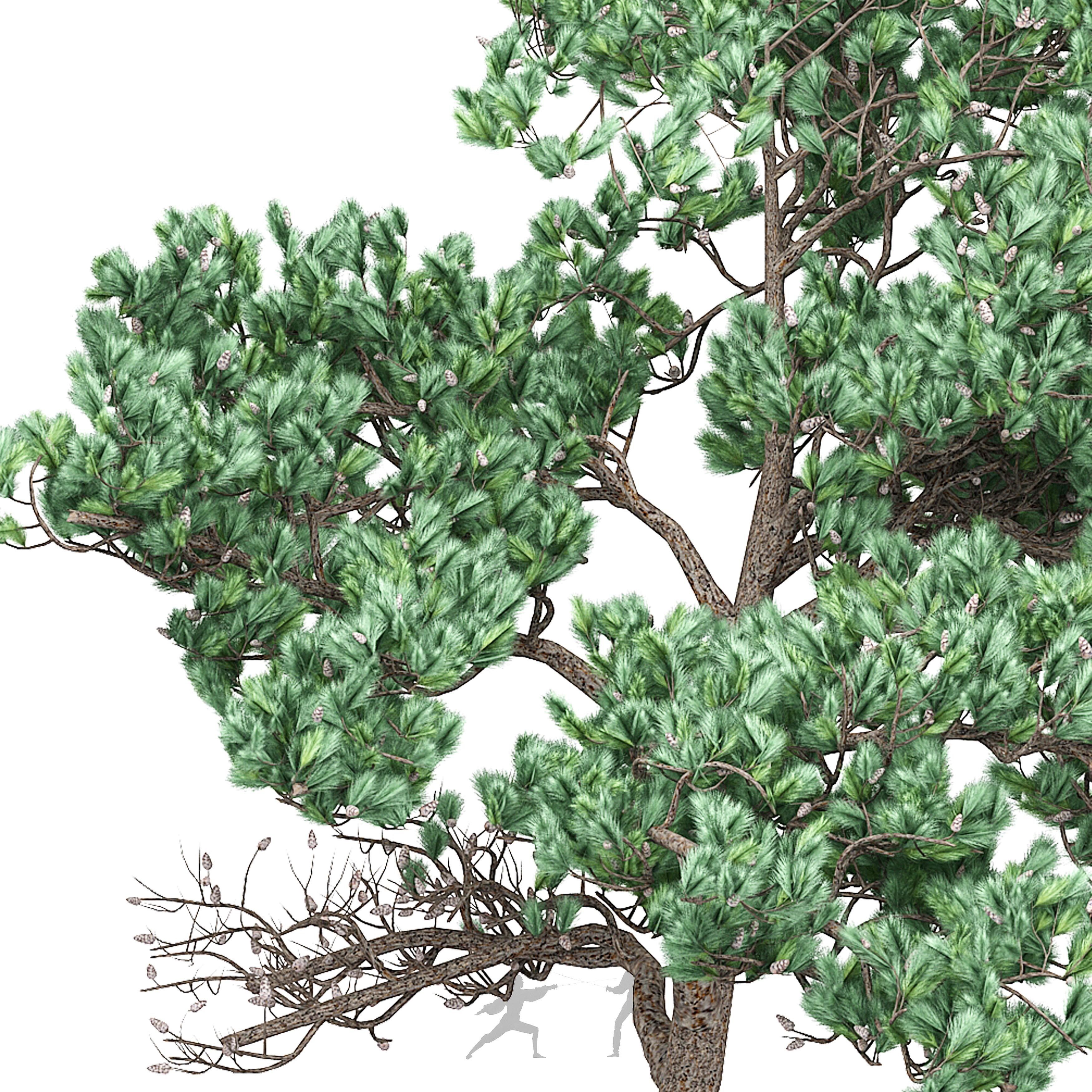 Pine 7 tree 3D model_1