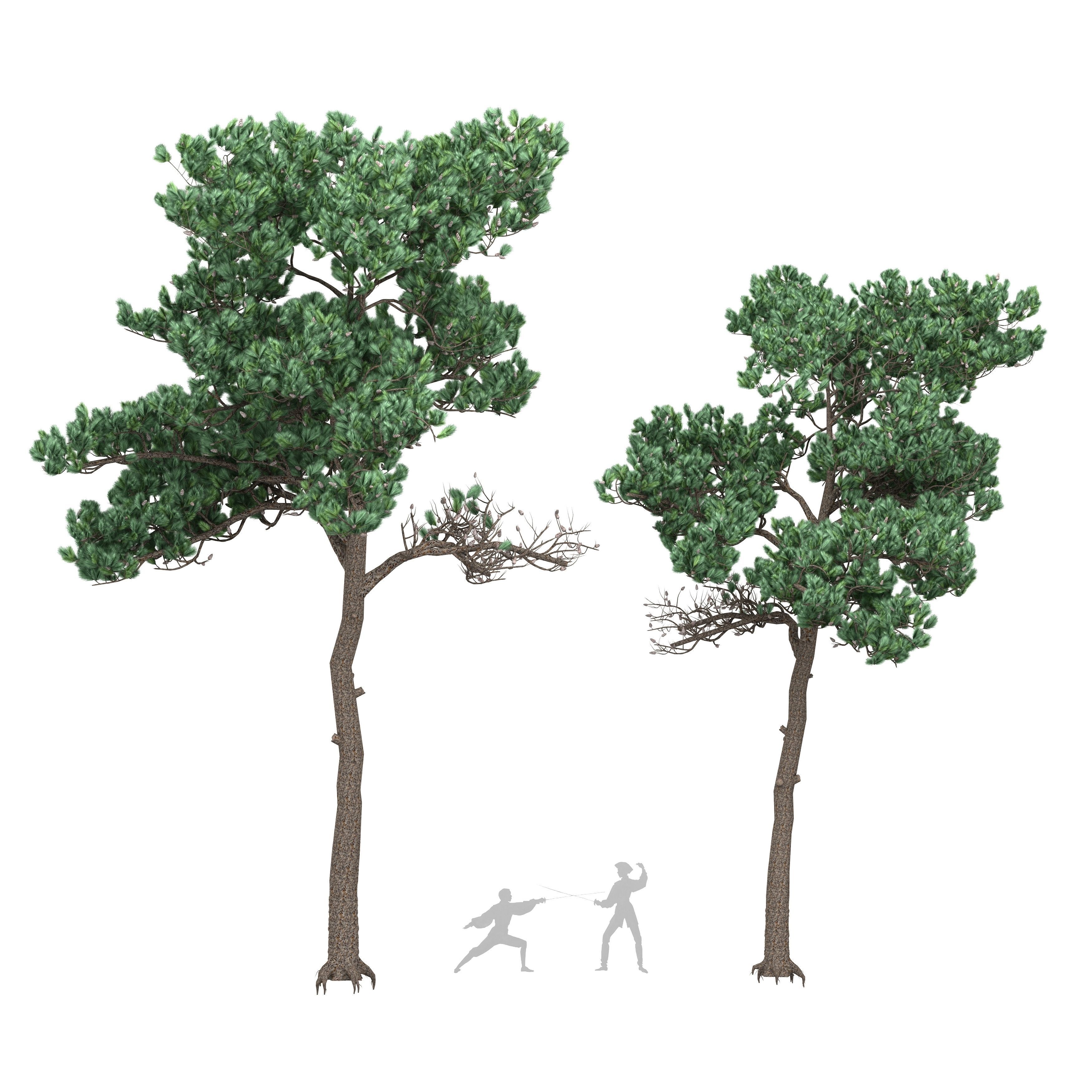 Pine 7 tree 3D model_3