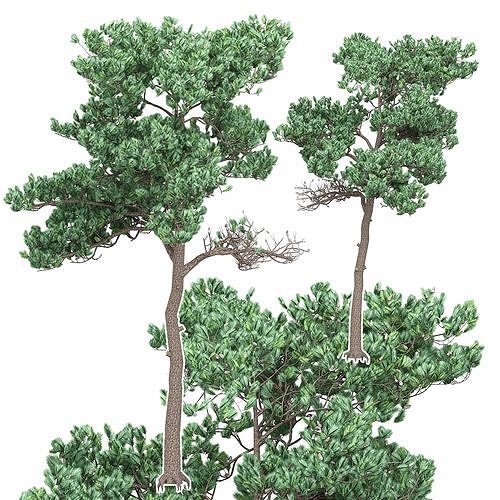 Pine 7 tree 3D model