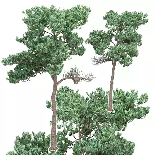 Pine 7 tree 3D model