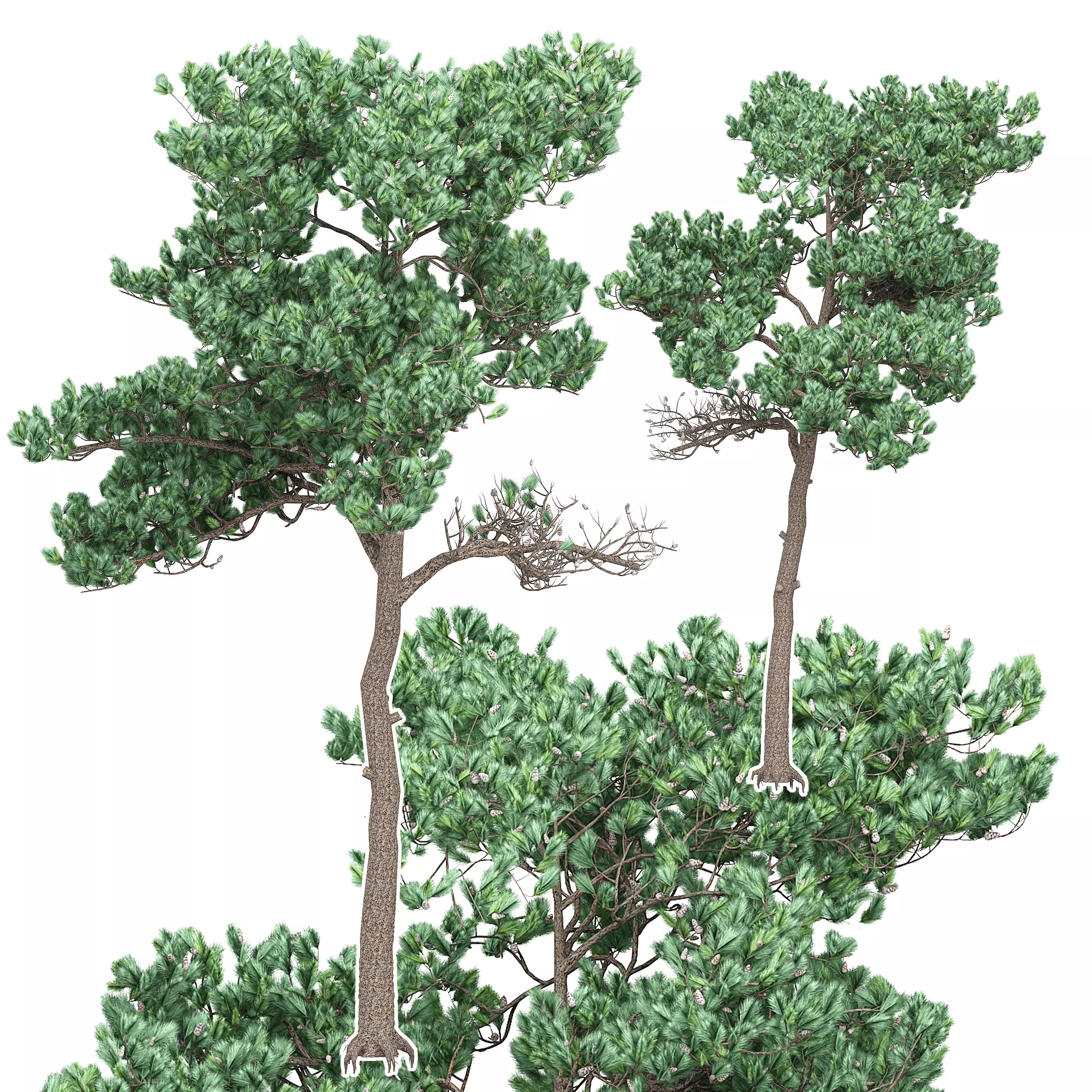 Pine 7 tree 3D model_0