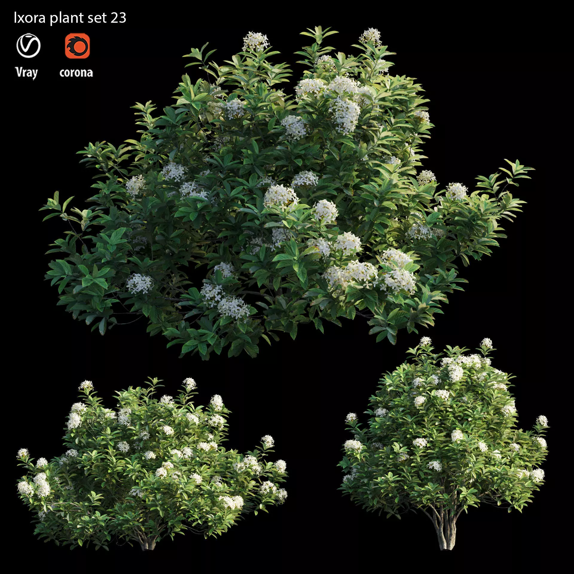 Ixora plant set 23 3D model