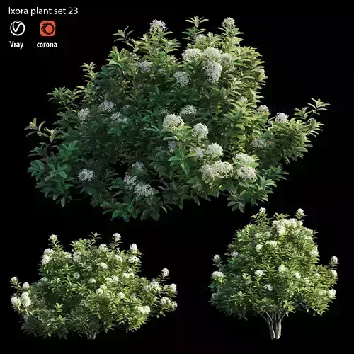 Ixora plant set 23 3D model