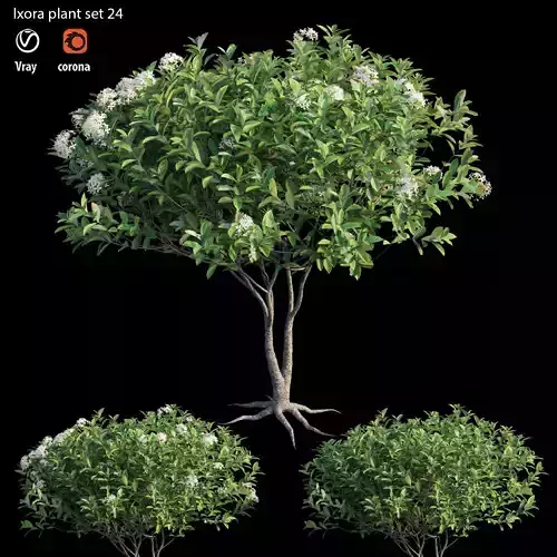 ixora plant set 24 3D model