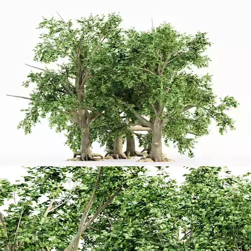 5 Broadleaf tree collection 3D model