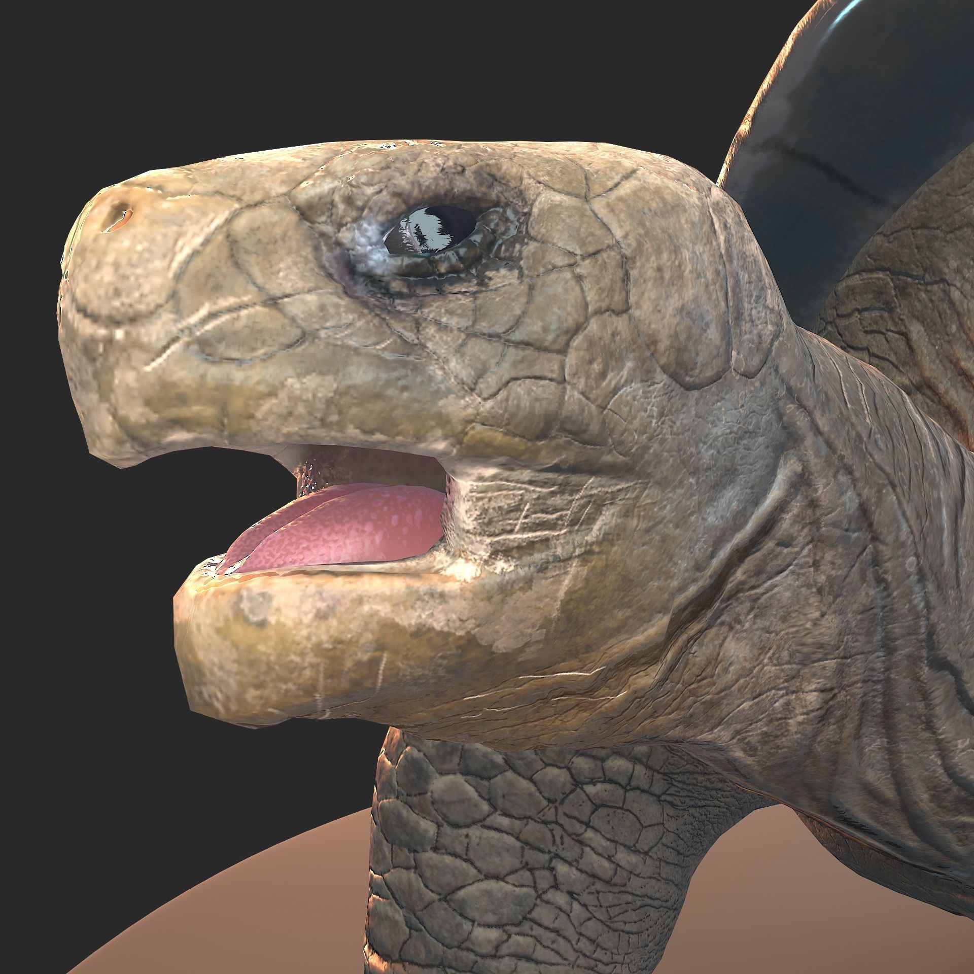 Large land turtle PBR  Low-poly 3D model_8