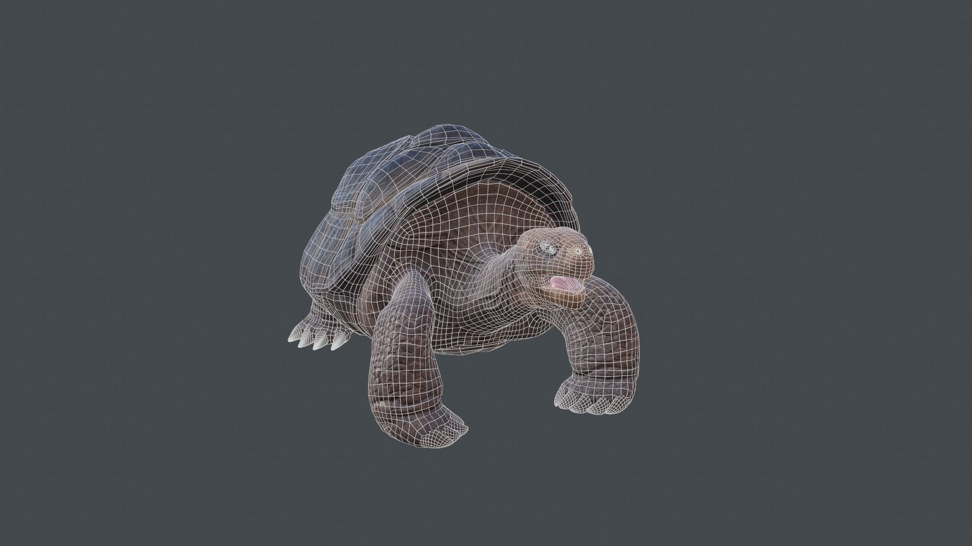 Large land turtle PBR  Low-poly 3D model_10