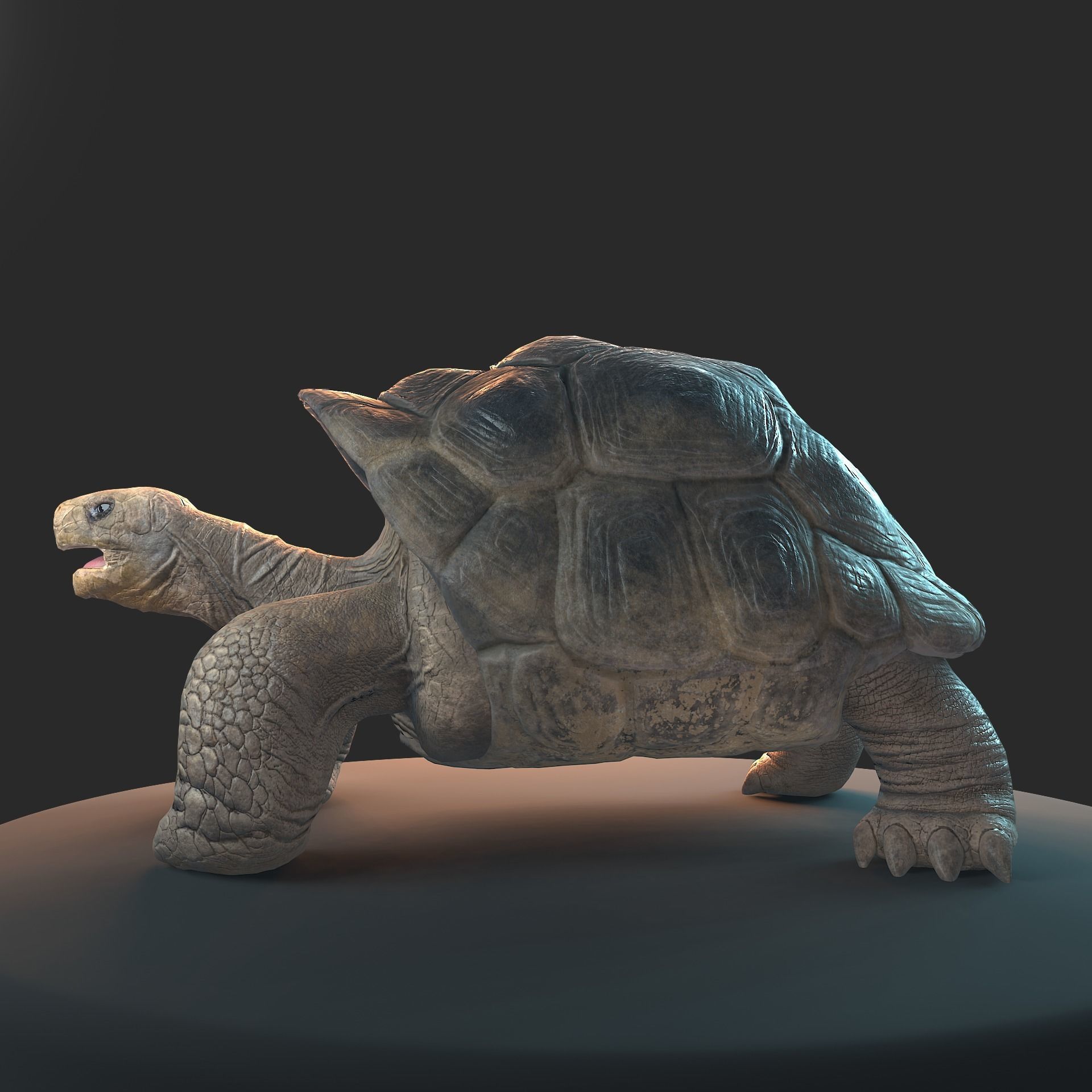 Large land turtle PBR  Low-poly 3D model_3