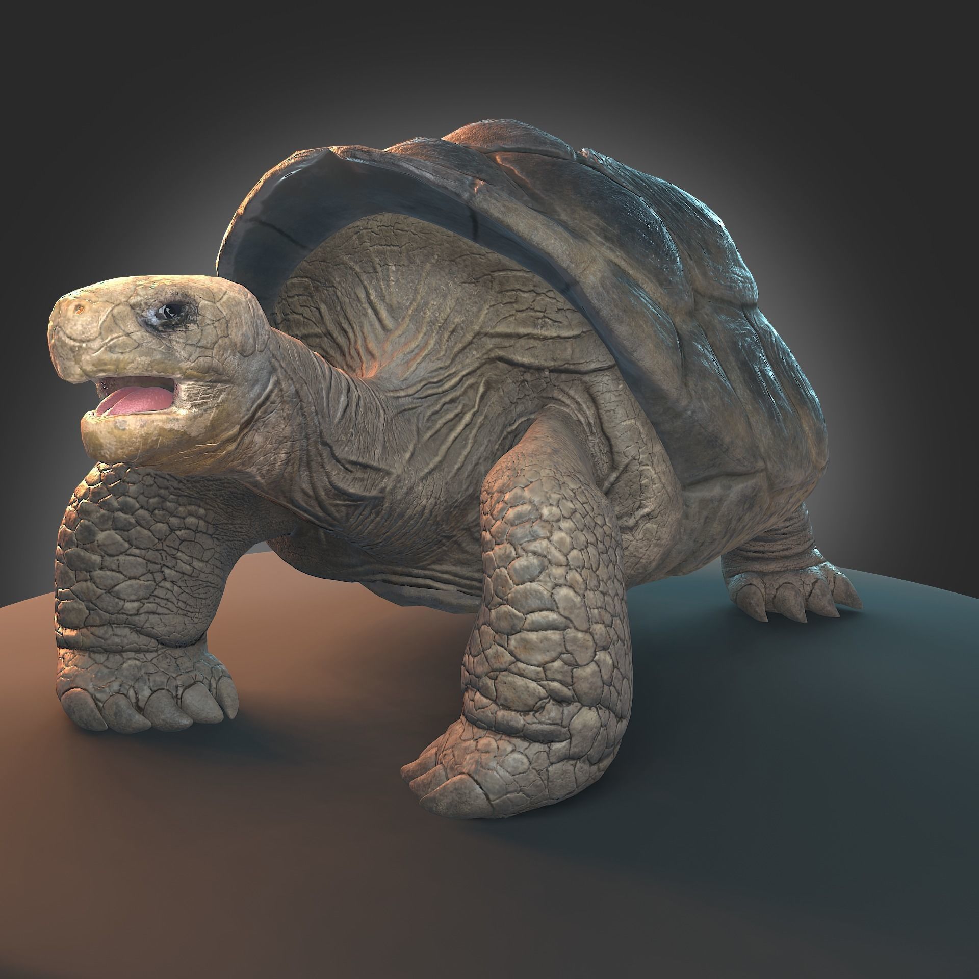 Large land turtle PBR  Low-poly 3D model_2