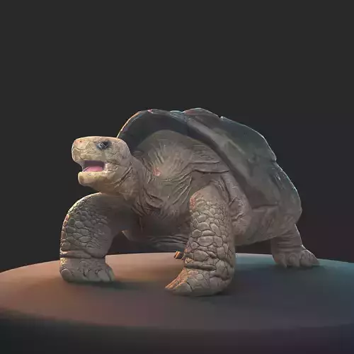 Large land turtle PBR  Low-poly 3D model