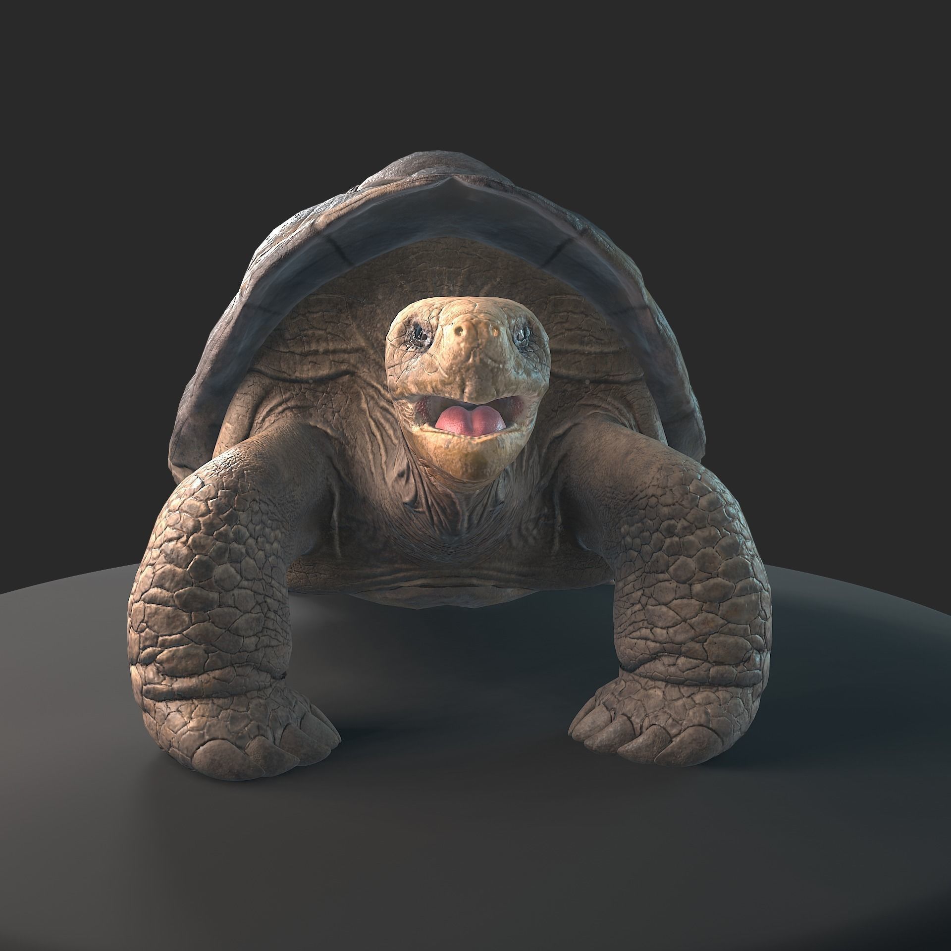 Large land turtle PBR  Low-poly 3D model_9