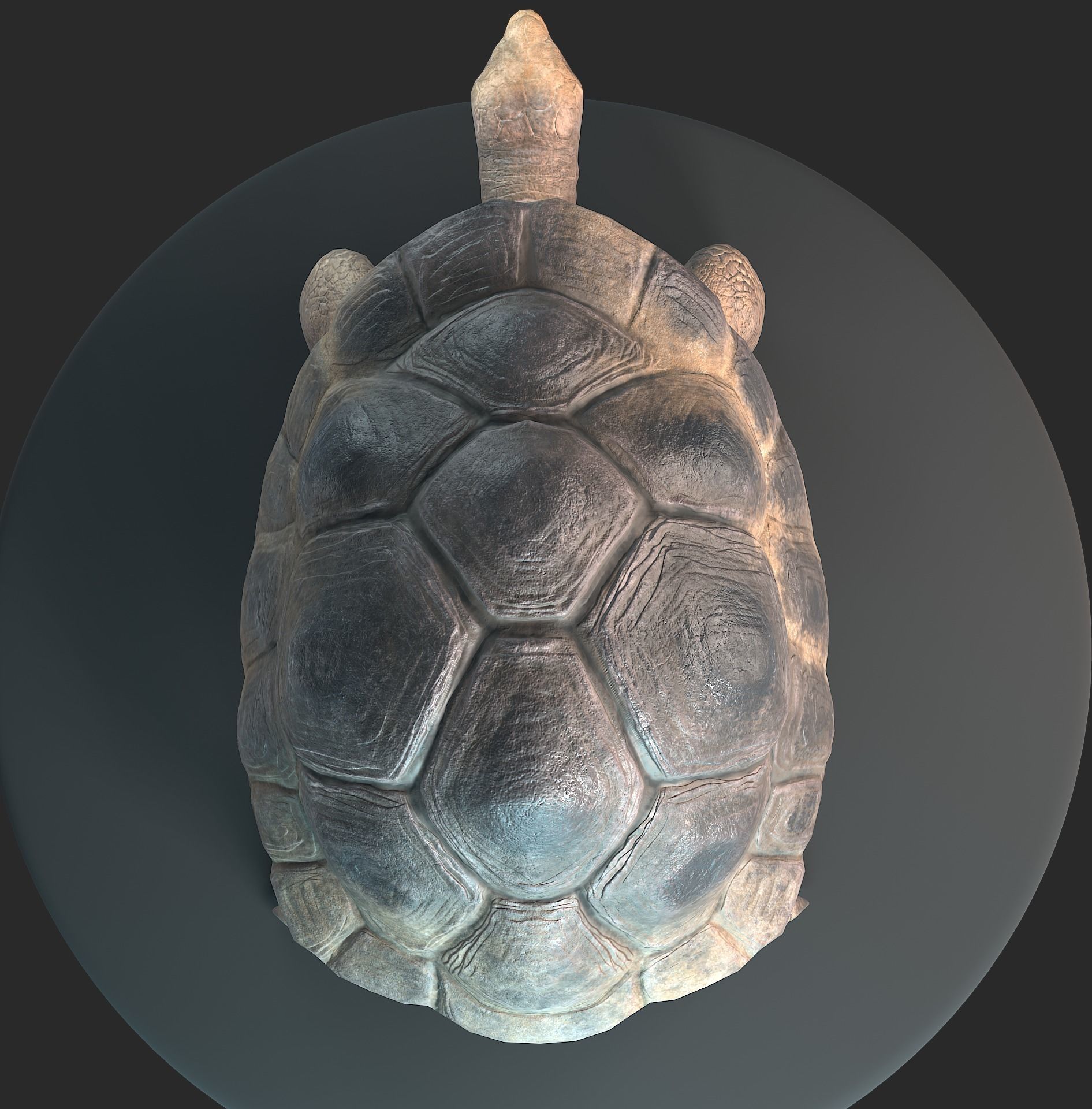 Large land turtle PBR  Low-poly 3D model_7