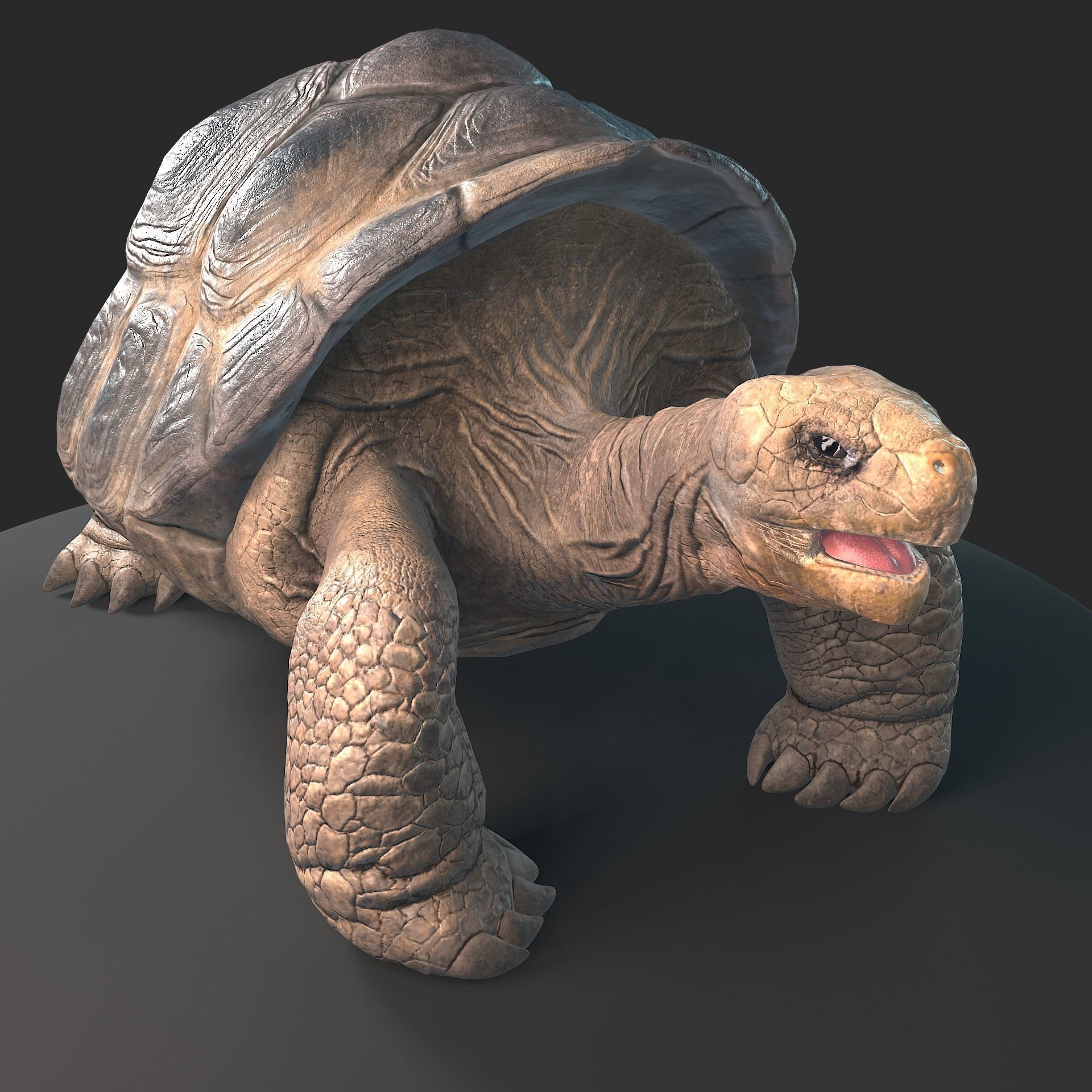 Large land turtle PBR  Low-poly 3D model_5