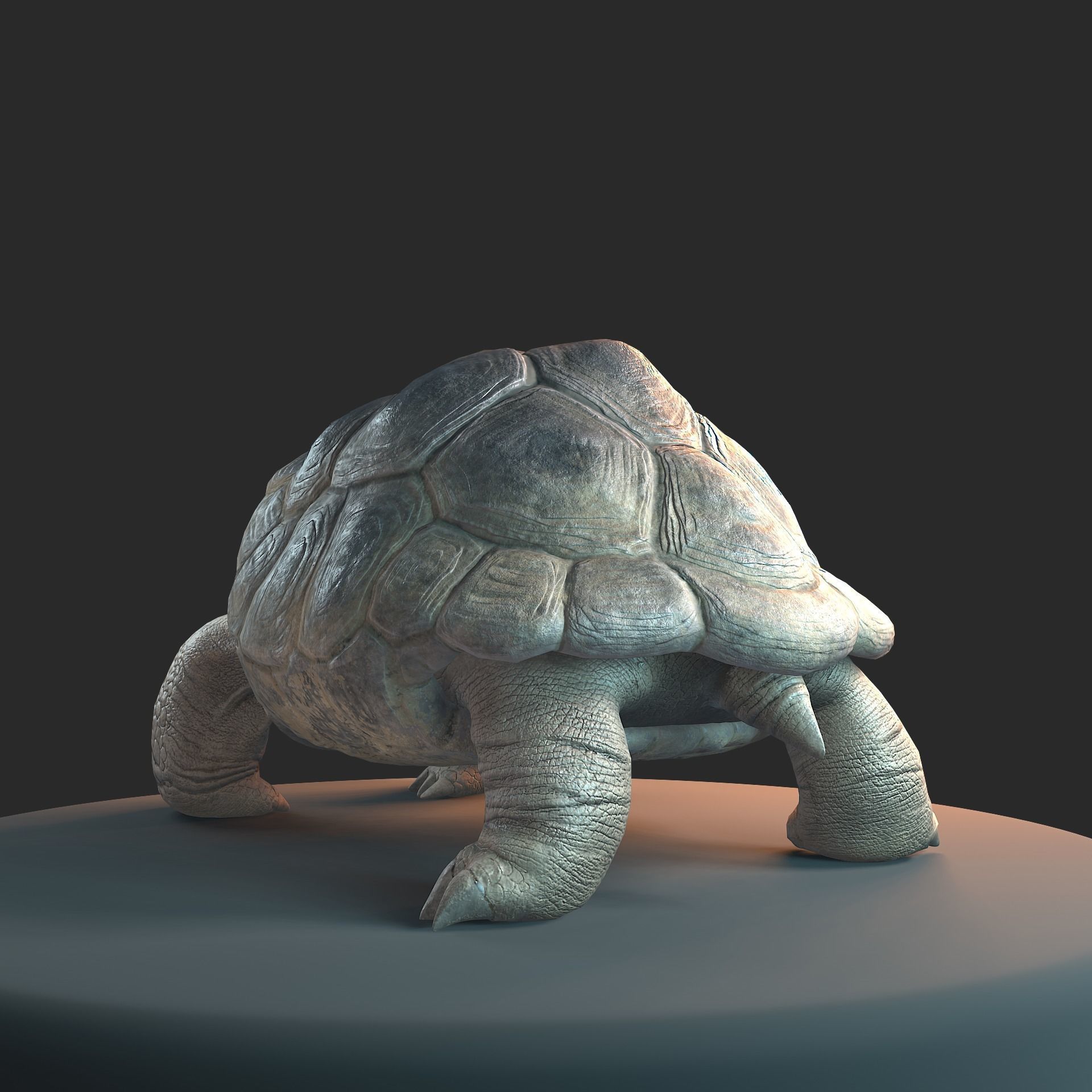 Large land turtle PBR  Low-poly 3D model_6