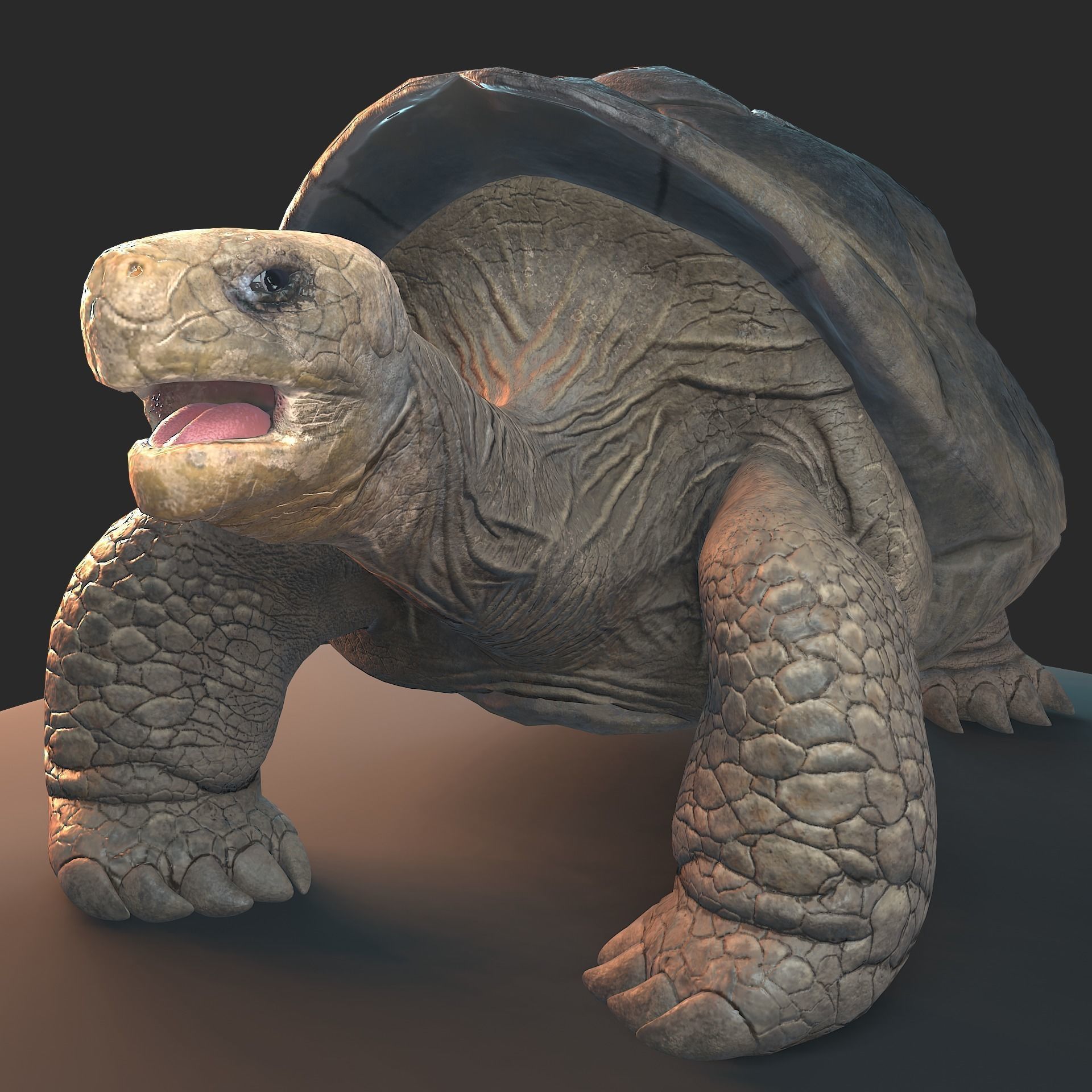 Large land turtle PBR  Low-poly 3D model_4