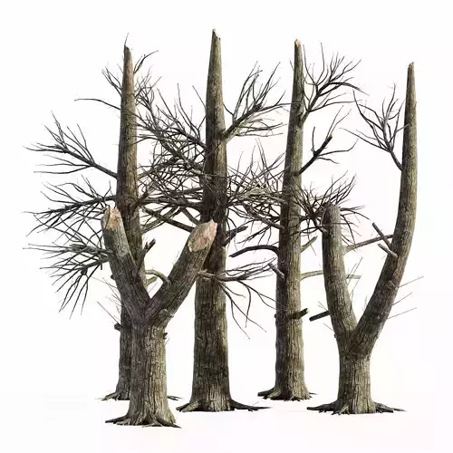 5 Burnt Tree collection