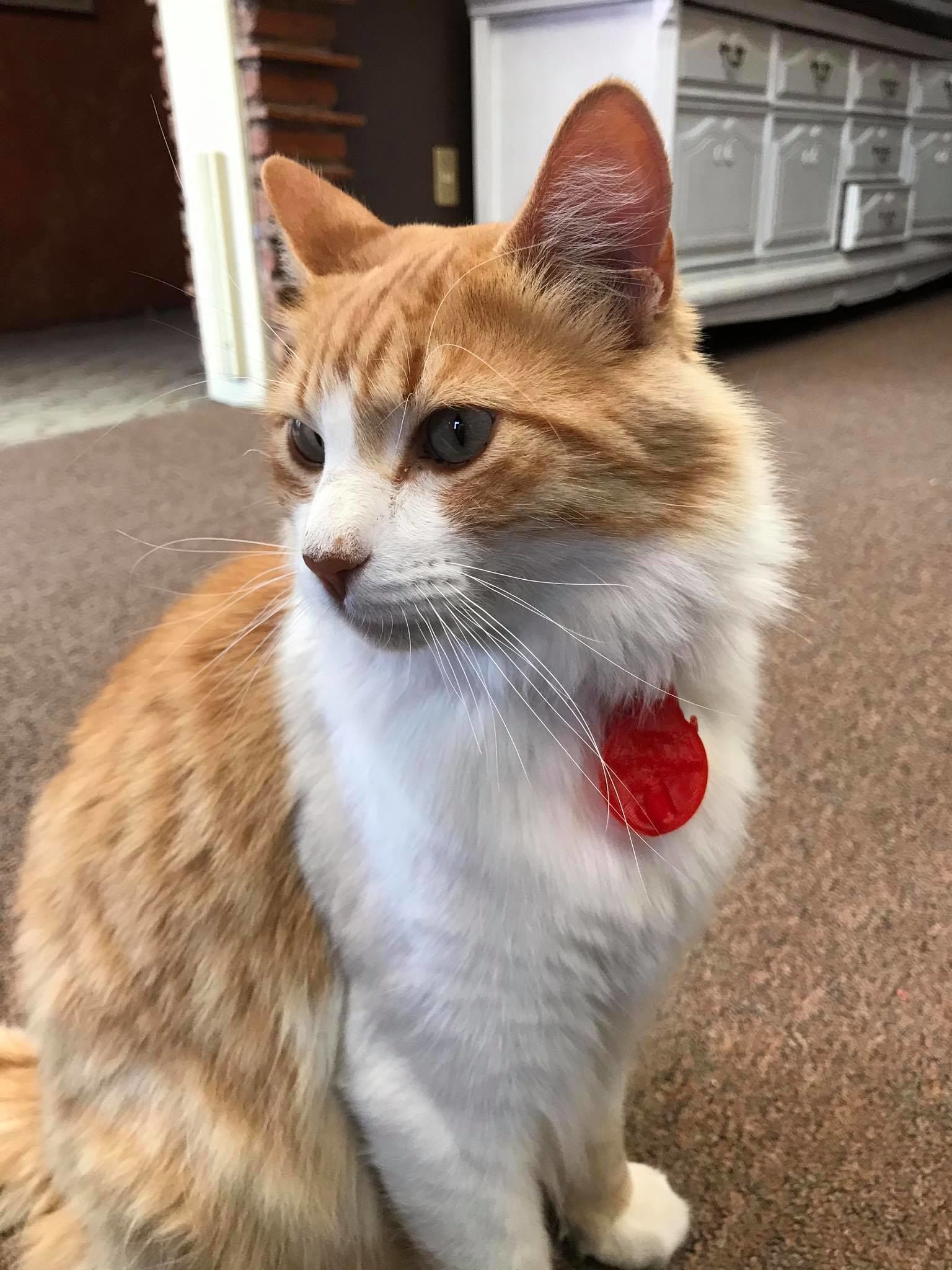 Pet Tag and Pet Jewelry Combo 3D print model_41