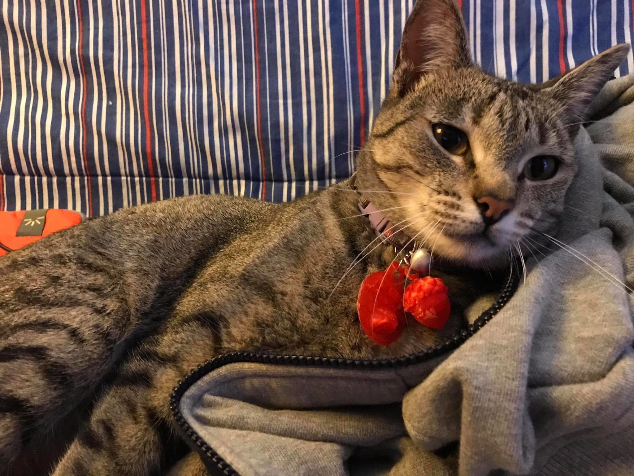 Pet Tag and Pet Jewelry Combo 3D print model_39