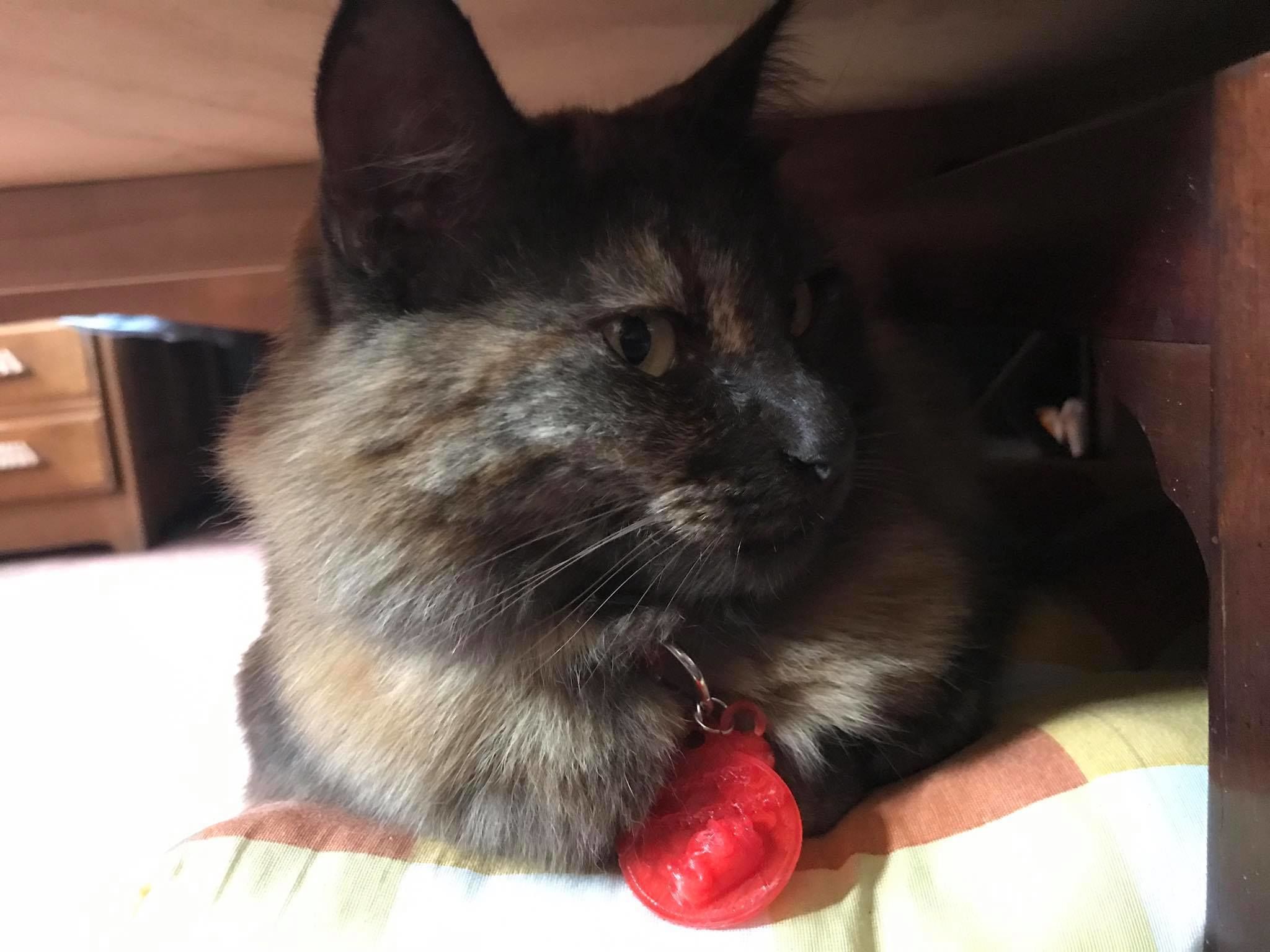 Pet Tag and Pet Jewelry Combo 3D print model_40