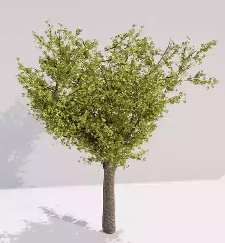 maple tree 3D model