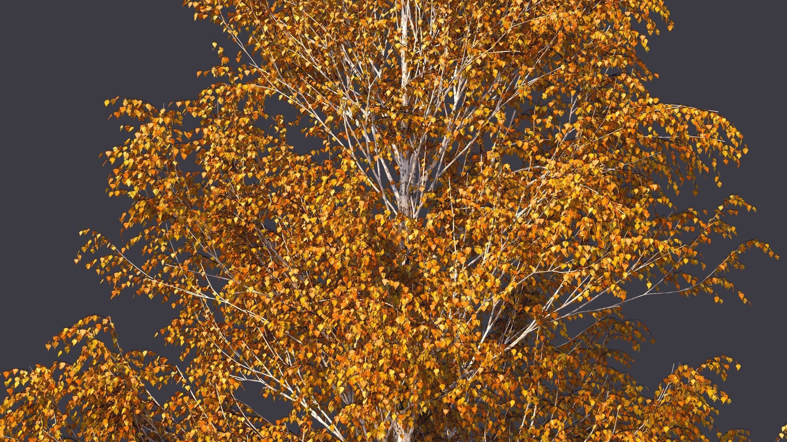 Autumn and summer birches 3D model_2