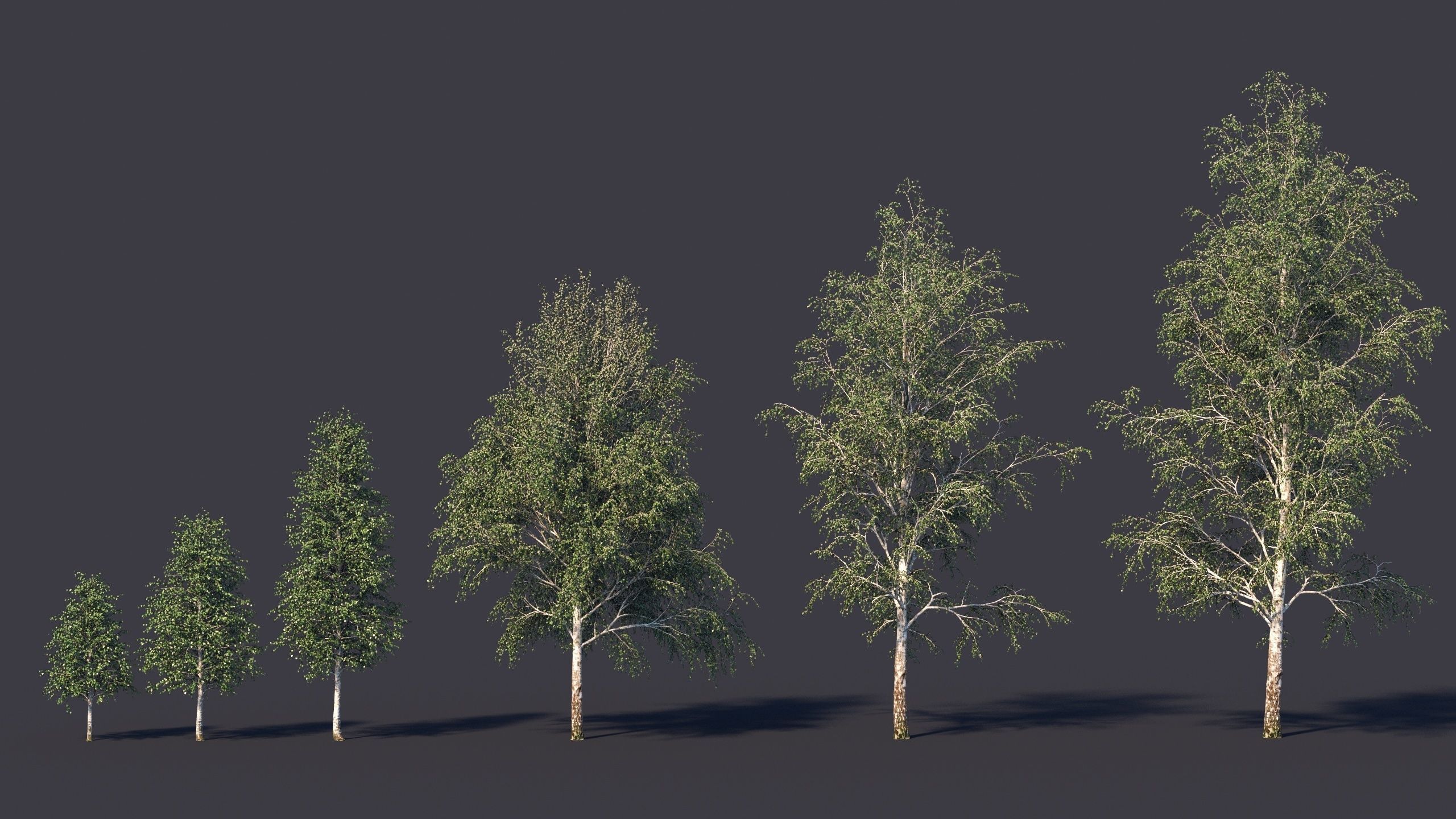 Autumn and summer birches 3D model_5