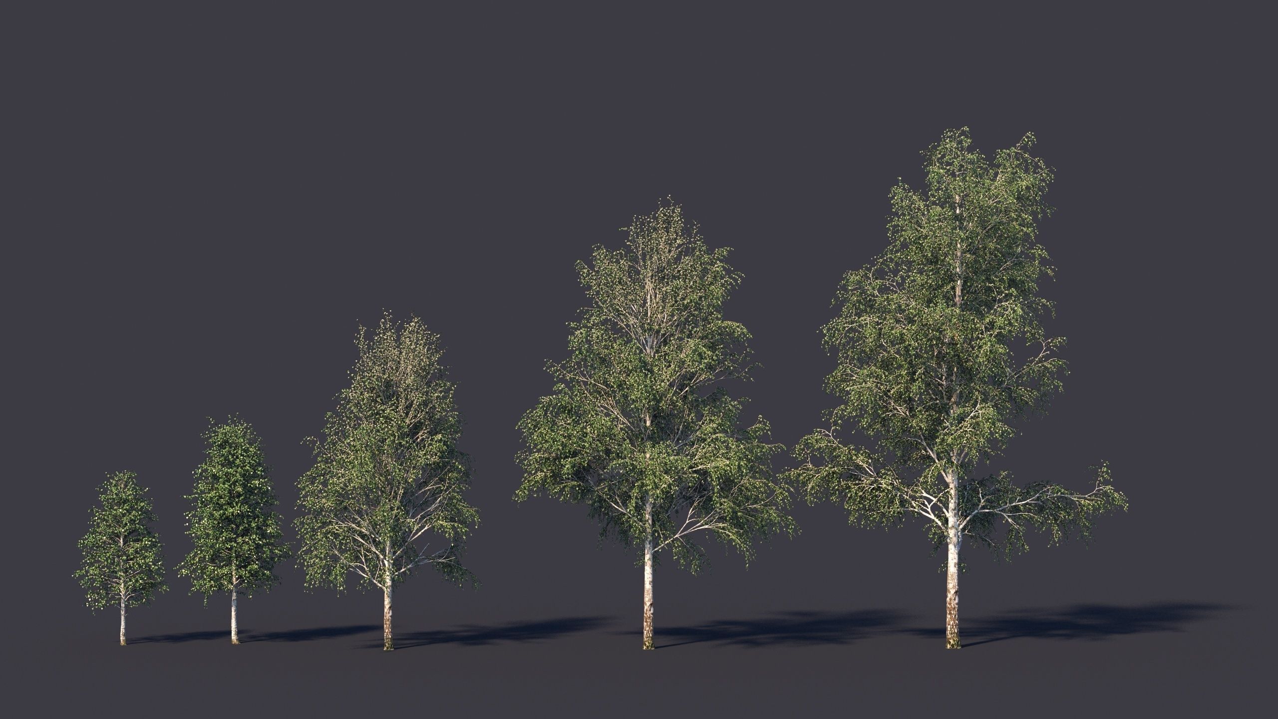 Autumn and summer birches 3D model_6
