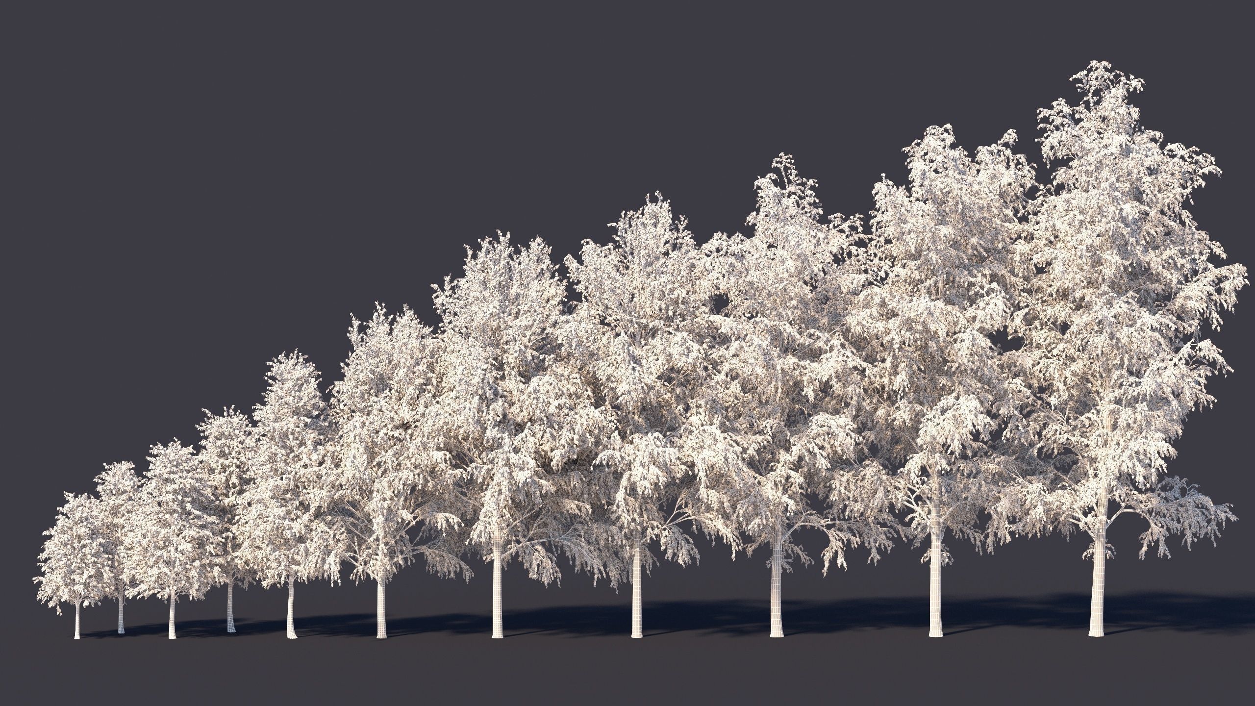 Autumn and summer birches 3D model_11