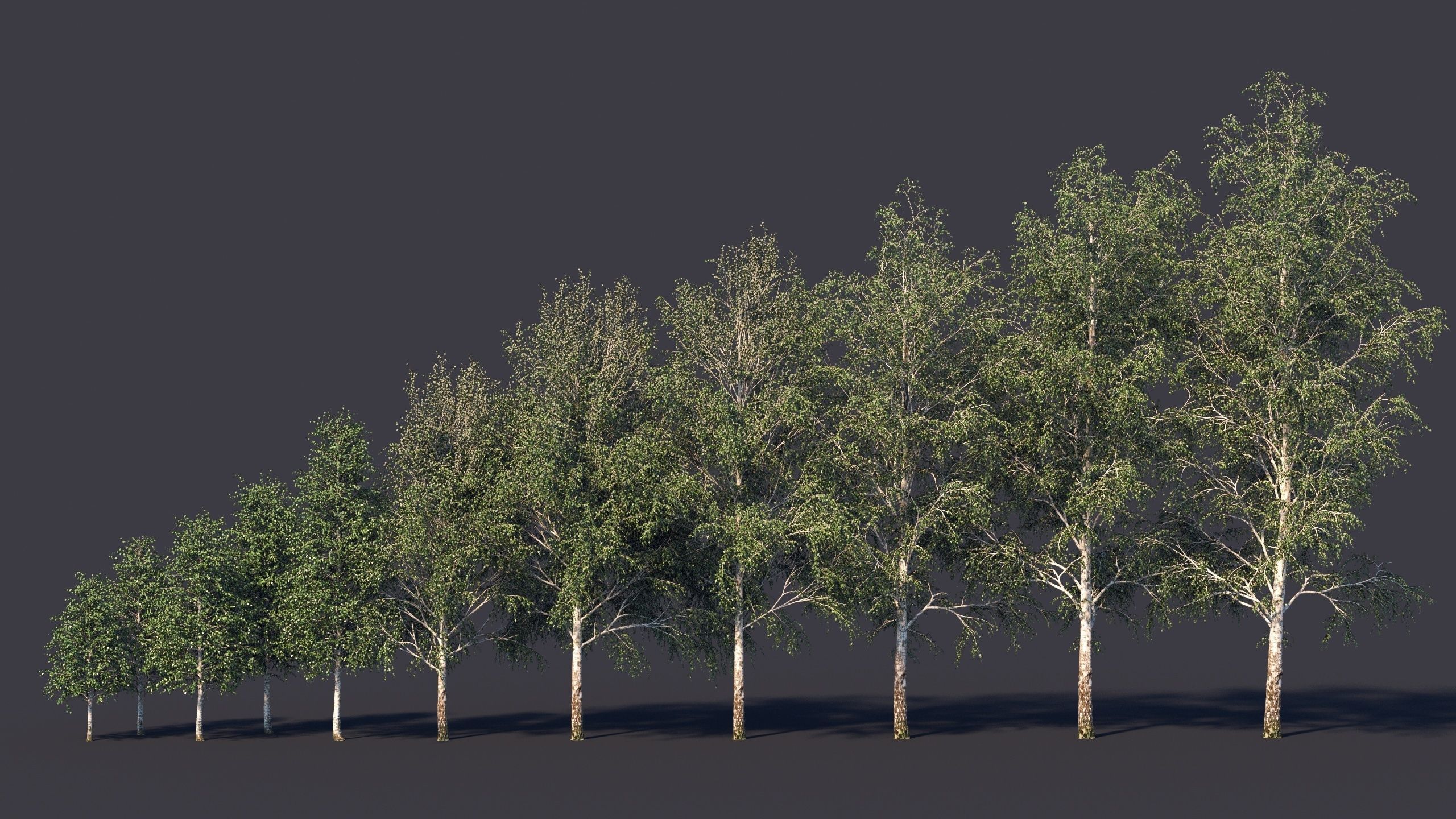 Autumn and summer birches 3D model_1
