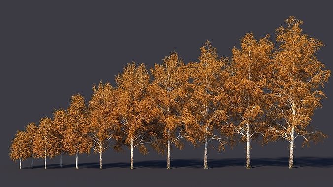 Autumn and summer birches 3D model