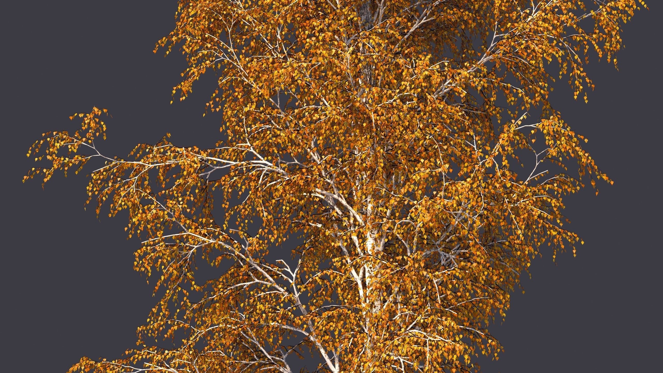 Autumn and summer birches 3D model_9