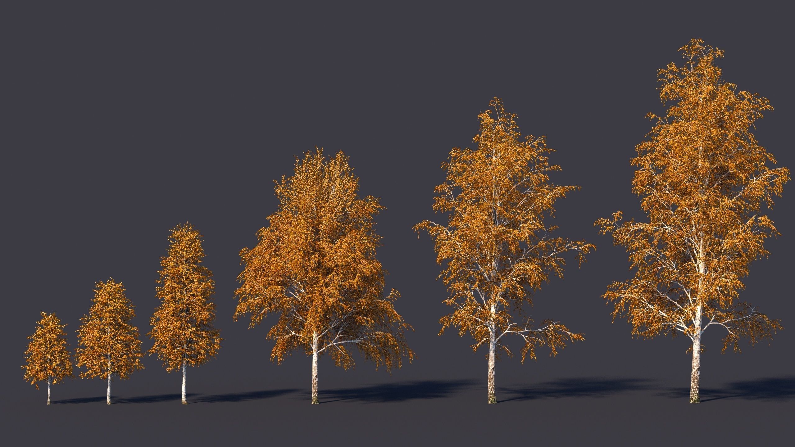 Autumn and summer birches 3D model_3