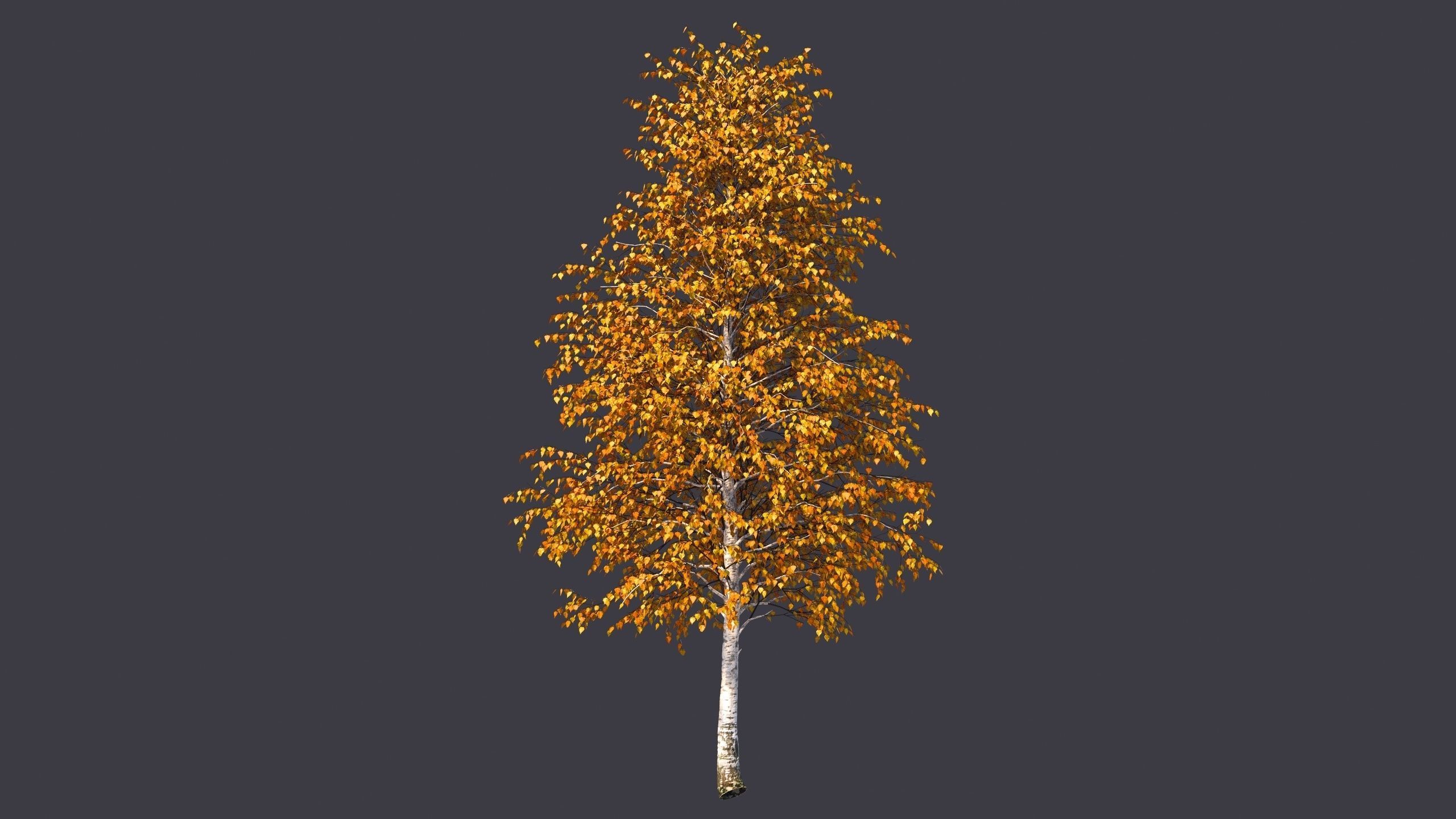 Autumn and summer birches 3D model_7