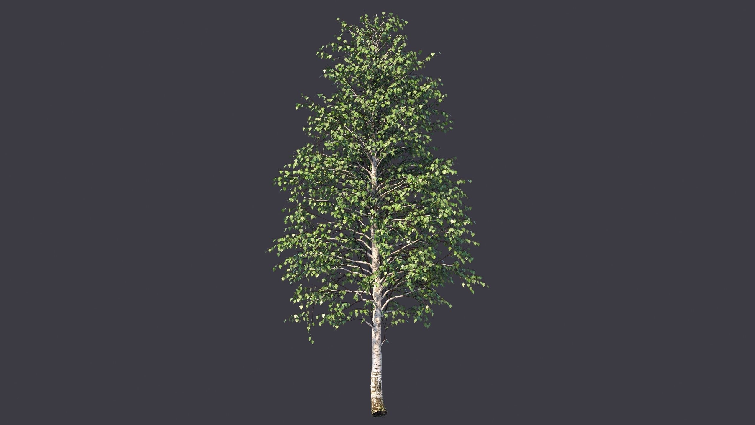 Autumn and summer birches 3D model_8