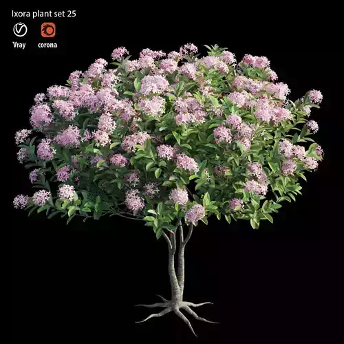 ixora plant set 25 3D model